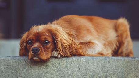 Cavalier King Charles Spaniel wallpaper