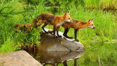 Fox family wallpaper