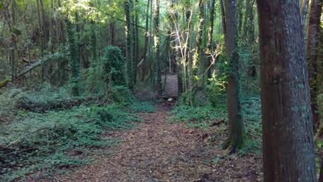 Serene Forest Pathway Inviting Nature Escape wallpaper