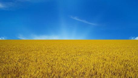 Summer wheatfield wallpaper