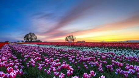 Tulip farm wallpaper