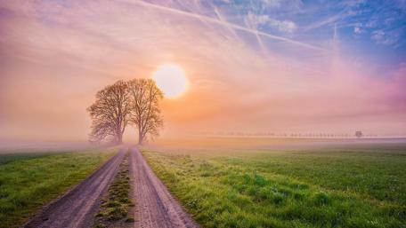 Pathway dived the tree wallpaper