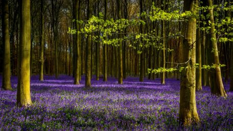 Forest flower field wallpaper