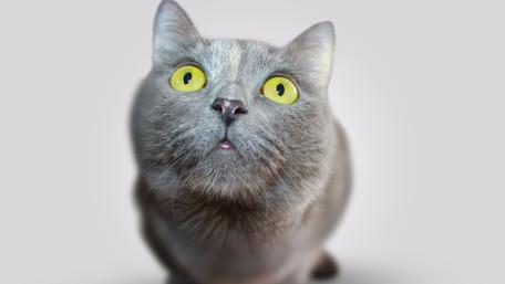 Stunned cat wallpaper