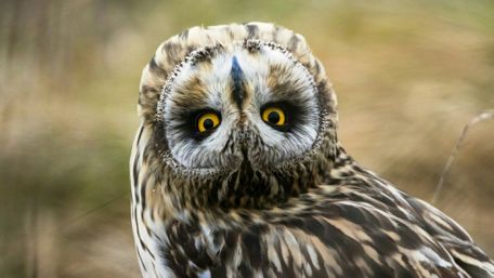 Short-eared owl that knows how to turn heads wallpaper