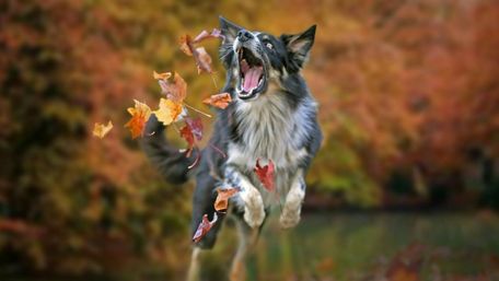 Jumping Border Collie wallpaper