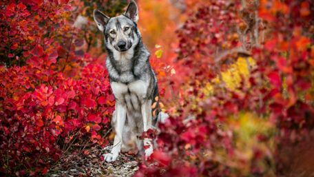 Saarloos wolfdog wallpaper