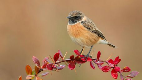Charming Brambling Perched Among Red Leaves wallpaper