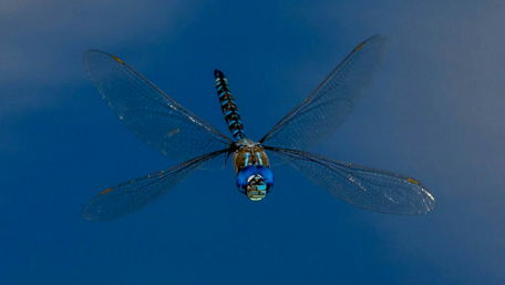 Dragonfly in the blue sky - Macro photography wallpaper