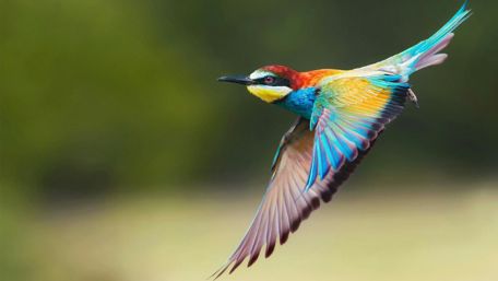 European Bee-eater wallpaper