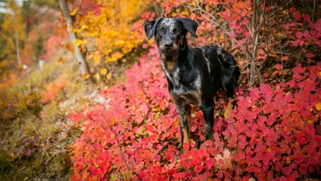 Autumn Adventures with a Playful Pup wallpaper