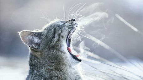 Cat yawn wallpaper