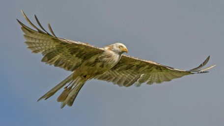 Majestic Bird of Prey in Flight wallpaper