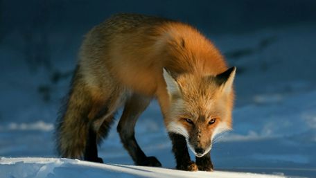 Elegant Red Fox in Snowy Wilderness Scene wallpaper
