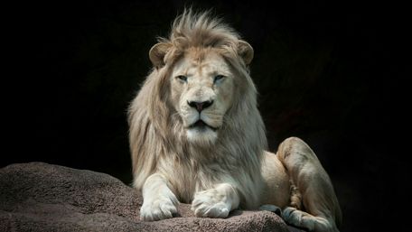 Majestic Lion Resting Proudly in the Wild wallpaper