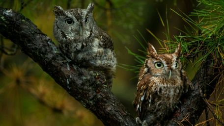 Owls Perched in a Forest Sanctuary wallpaper