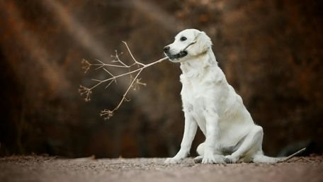 Golden Retriever with a Branch in the Wilderness wallpaper