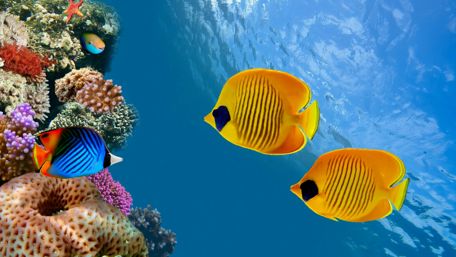 Vivid Colors of Coral Reef Life wallpaper
