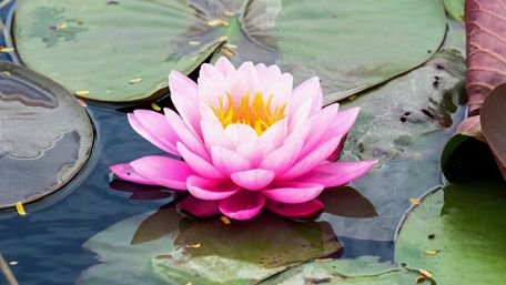 Elegant Pink Water Lily in Tranquil Pond Scene wallpaper