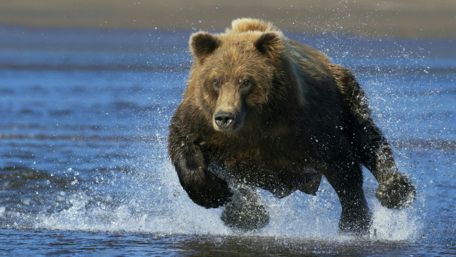 Majestic Brown Bear in Action wallpaper