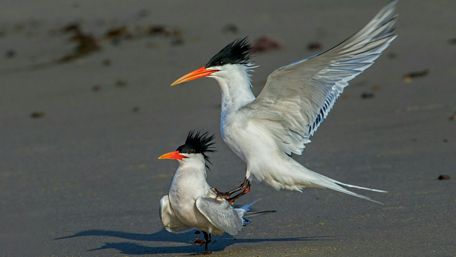 Common terns wallpaper