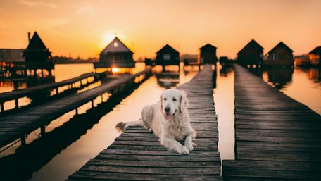 Golden Dog at Sunset by the Pier wallpaper