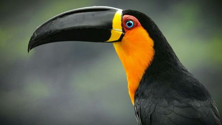 Majestic Toucan Close-Up Wallpaper wallpaper