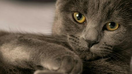 Charming Grey Cat with Intense Eyes wallpaper