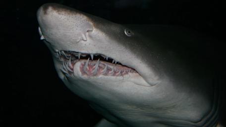 Majestic Shark with Exquisite Teeth Displayed in Depths of the Ocean wallpaper
