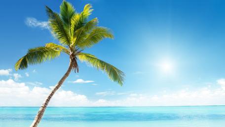 Palm tree wallpaper
