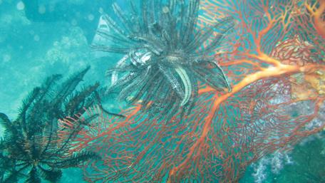 Underwater Wonders of Coral Reefs wallpaper