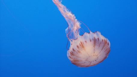 Graceful Jellyfish Underwater Dance wallpaper