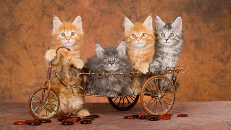 Cute kittens wallpaper