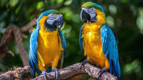 Blue-and-yellow macaw wallpaper