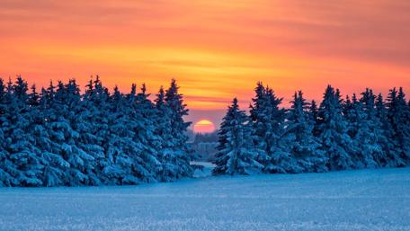 Sunset through pine trees wallpaper