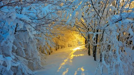 Snowy path in winter sunlight wallpaper