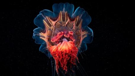 Majestic Jellyfish Glowing in the Dark Ocean Depths wallpaper