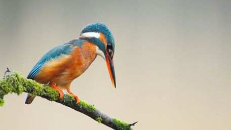 Kingfisher on a mossy twig wallpaper