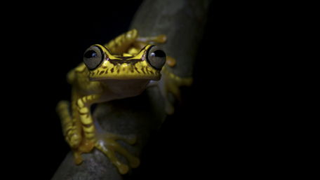 Imbabura tree frog wallpaper