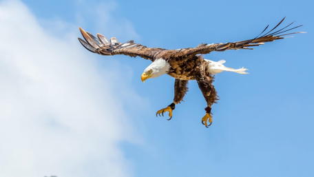 Majestic Bald Eagle in Flight wallpaper