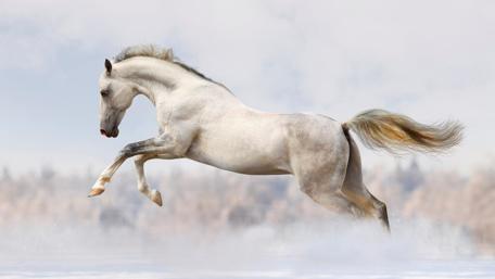 Majestic White Stallion in Motion wallpaper