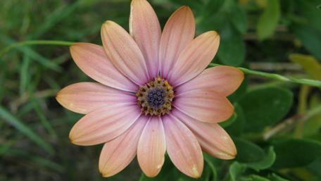 Delicate Pink Flower Blooming in Nature wallpaper