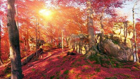 Autumn's Enchantment in a Forest Landscape wallpaper