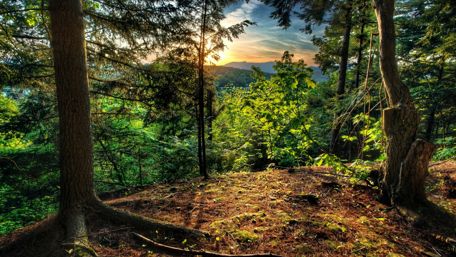 Beautiful forest wallpaper