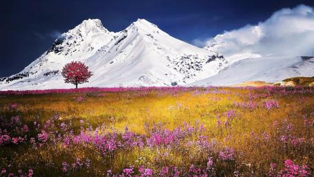 Flower field in the Swiss Alps wallpaper