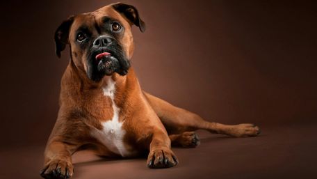 Curious Boxer with Tongue Out wallpaper
