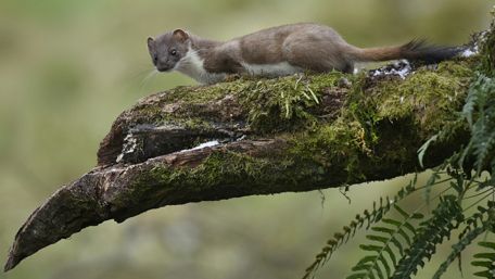 Cute marten wallpaper