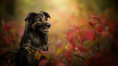 Autumn Bliss with a Playful Pup wallpaper