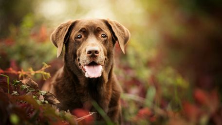 Charming Labrador Retriever in Nature wallpaper