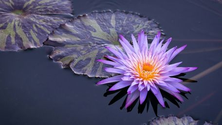 Stunning Water Lily in Full Bloom wallpaper